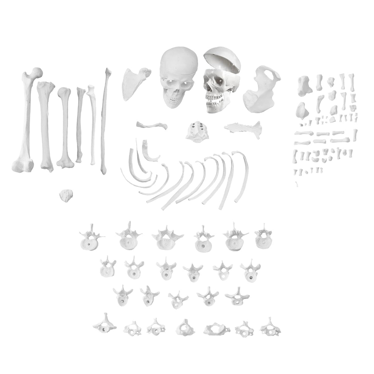 Unilateral Disarticulated Human Skeleton Model