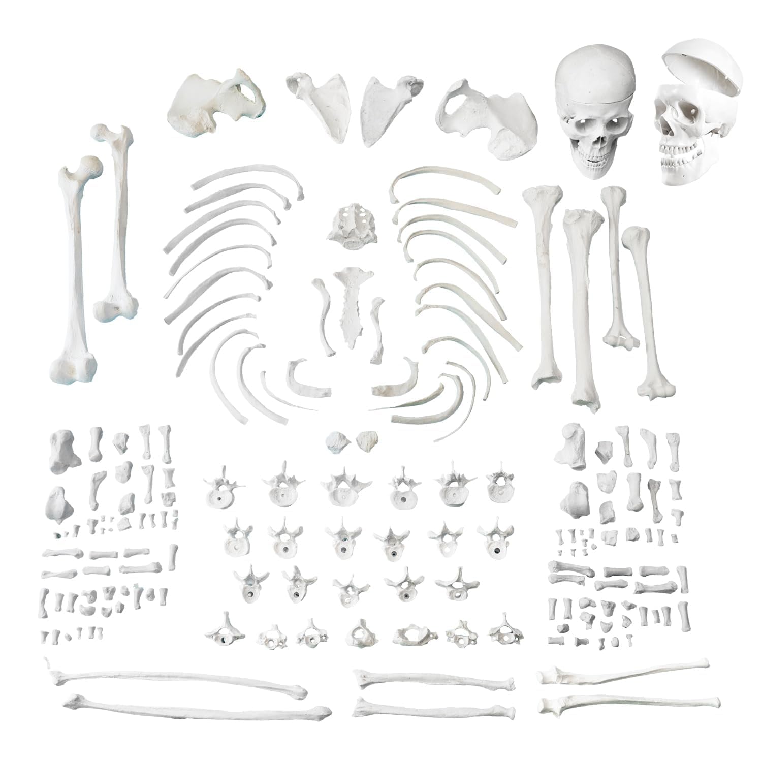 Disarticulated Human Skeleton Model (Bilateral Bone Set) | XBONZ