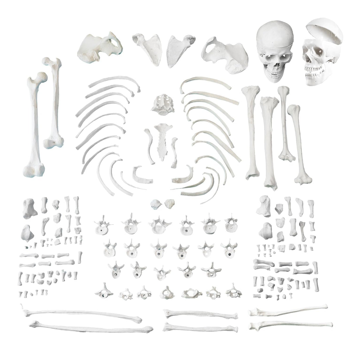 Bilateral Disarticulated Human Skeleton Model