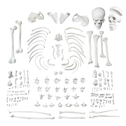 XBONZ bilateral disarticulated human skeleton model, full bone set with 3-part skull