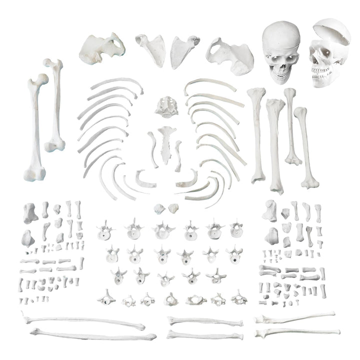 Bilateral Disarticulated Human Skeleton Model
