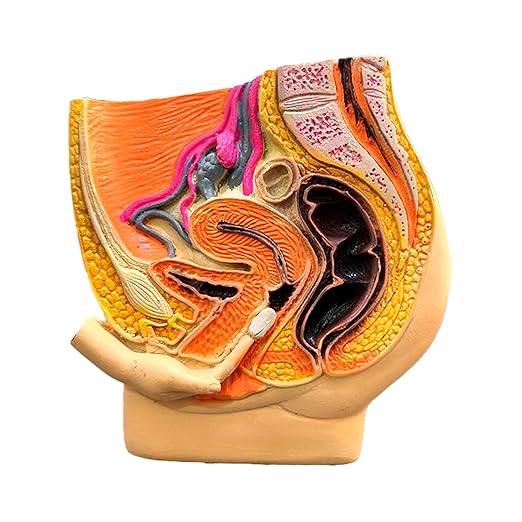 Female pelvis sagittal section anatomical model