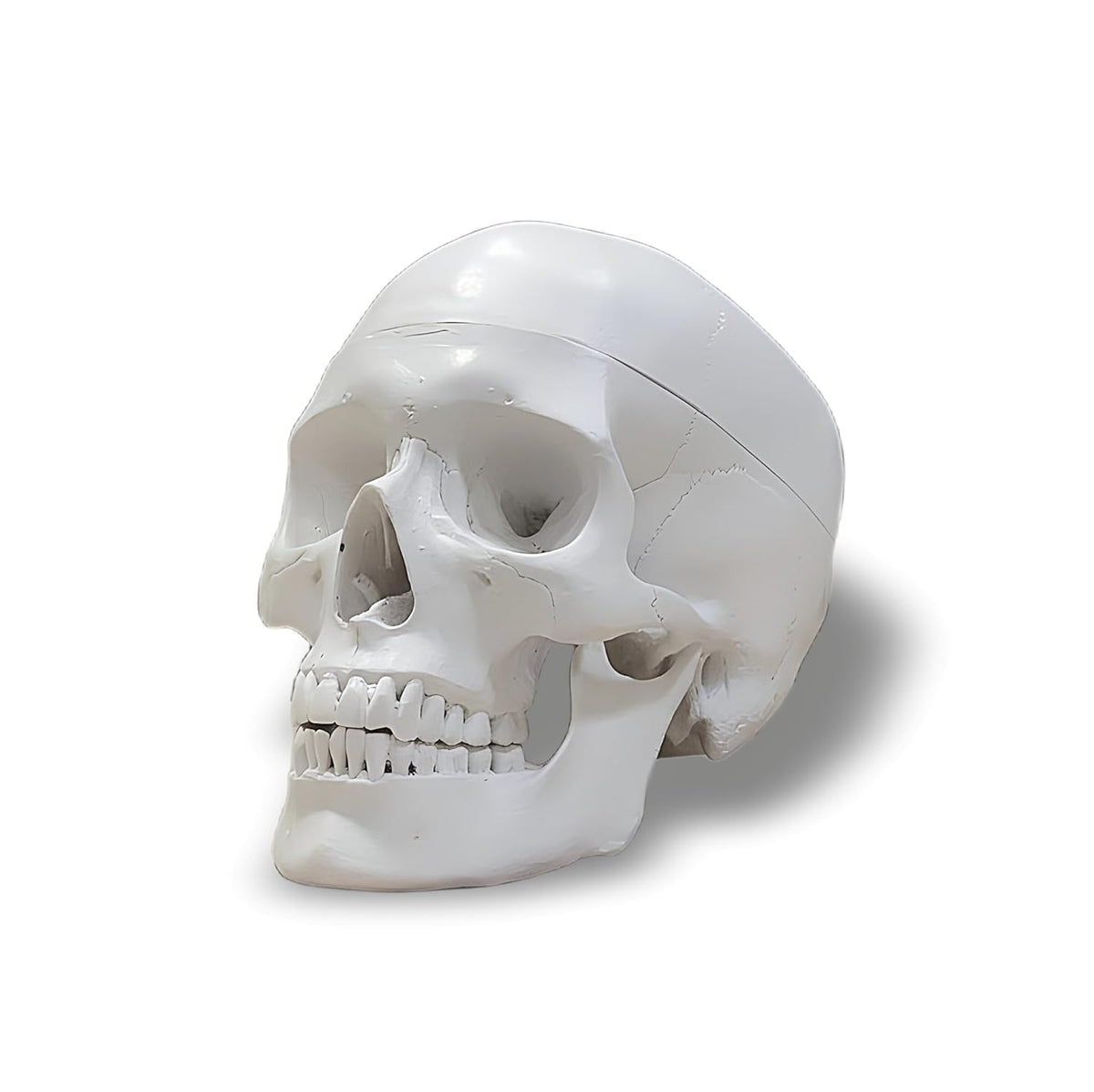 3-Part Life Size Human Skull Model
